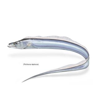 FROZEN IRANIAN RIBBON FISH