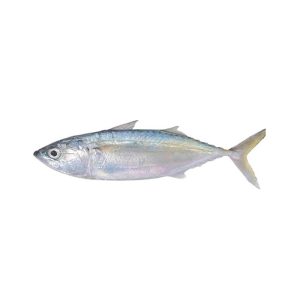 FROZEN INDIAN MACKEREL FISH