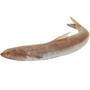 FROZEN LIZARD FISH