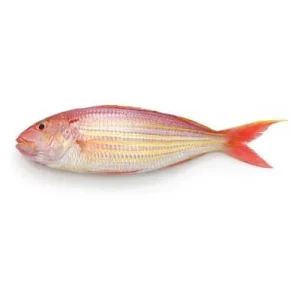 FROZEN JTB FISH